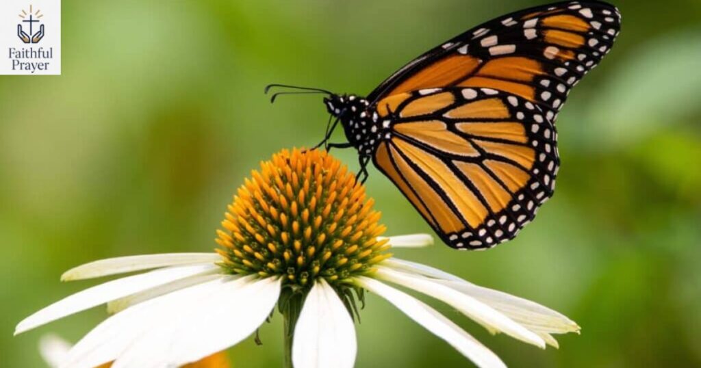 butterfly-connection-and-biblical-symbolism