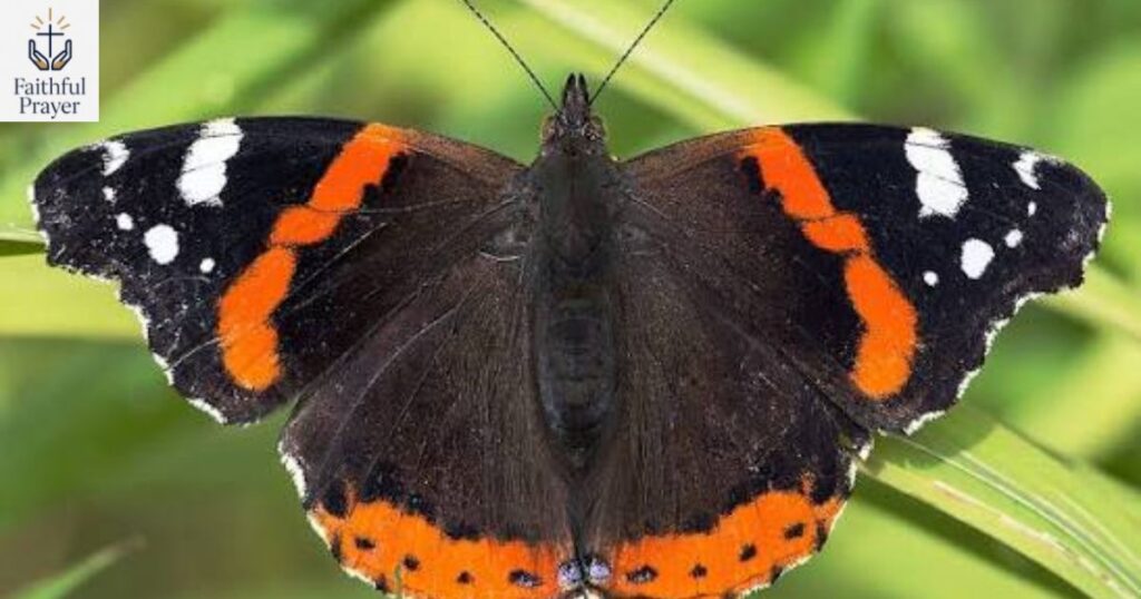 vanessa-meaning-butterfly