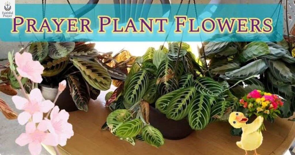 can-prayer-plants-grow-flowers