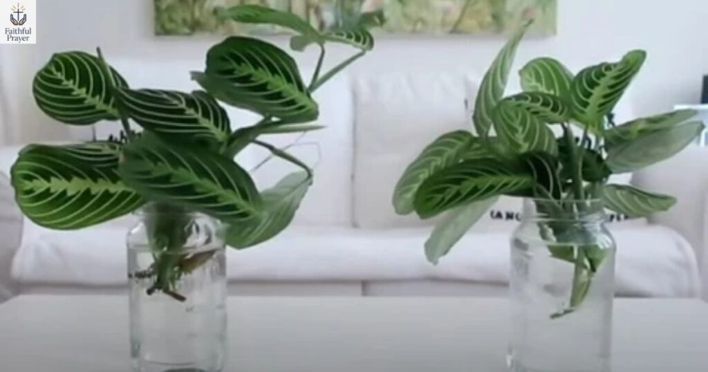 how-do-you-propagate-a-prayer-plant
