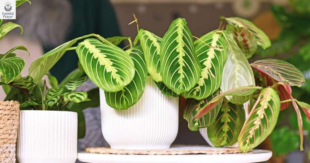 why-is-my-prayer-plant-drooping